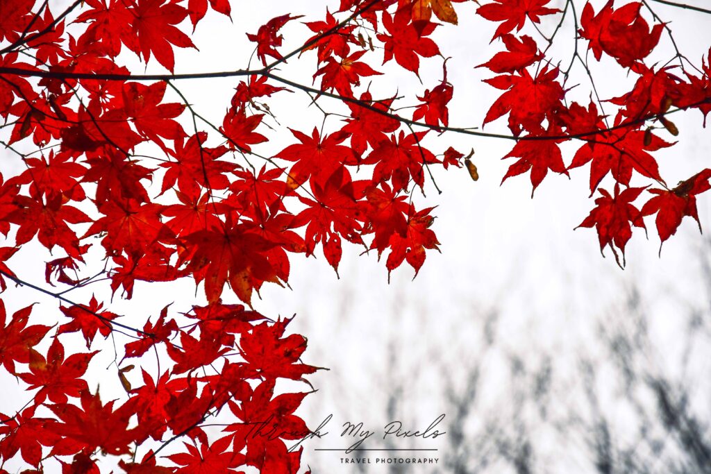 Autumn leaves